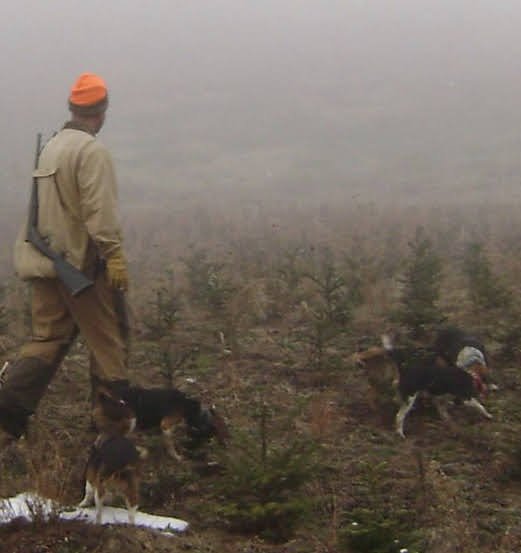 Ken Barfield rabbit hunting with beagles